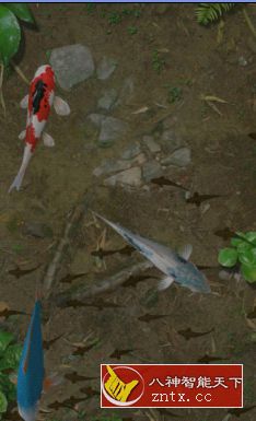 3D锦鲤鱼池 Water Garden Premium v1.67高级高级版★xda免费-网亿资源平台