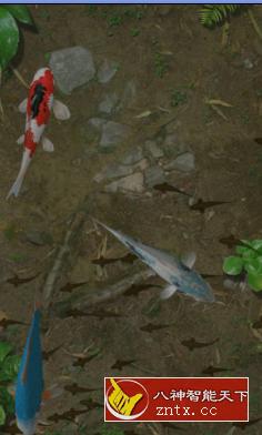 Water Garden 鱼池 v1.82 完整版-网亿资源平台