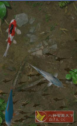 Water Garden 鱼池v1.86 完整版-网亿资源平台