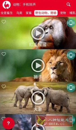 动物：手机铃声 v16.6纯净版-网亿资源平台