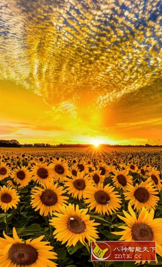 元气桌面主题hd v1.6高级版-网亿资源平台