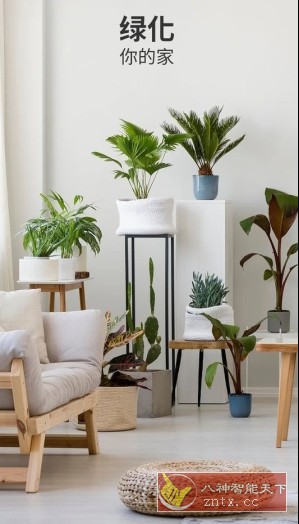 Blossom 繁花盛开v1.53.0高级版-网亿资源平台