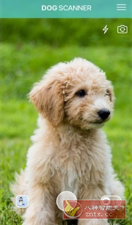 Dog Scanner 狗狗鉴定器v17.2.1高级版-网亿资源平台