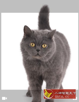 猫品种大全-网亿资源平台