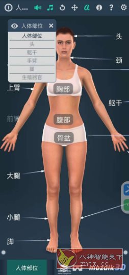 Human body（female）人体解剖系统女性3D V1.0-网亿资源平台